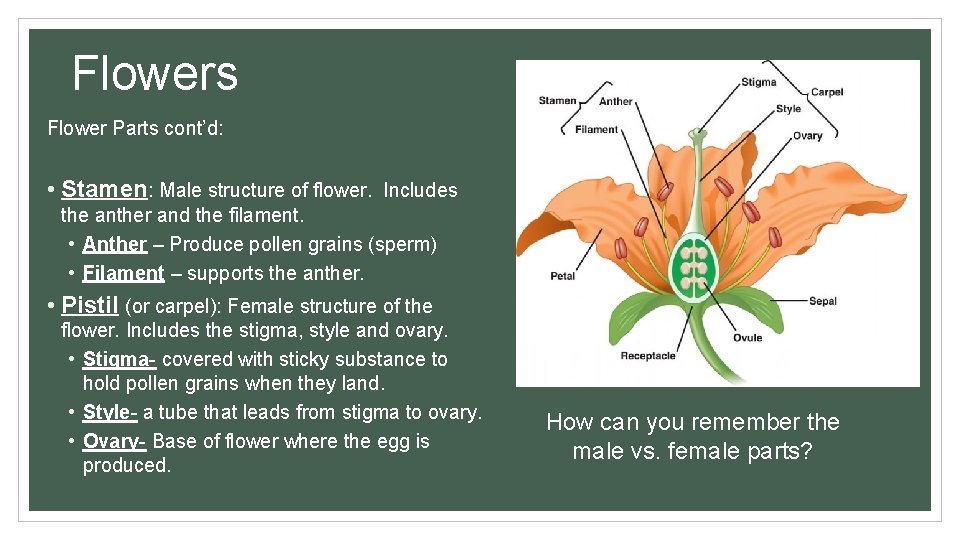 Flowers Flower Parts cont’d: • Stamen: Male structure of flower. Includes the anther and