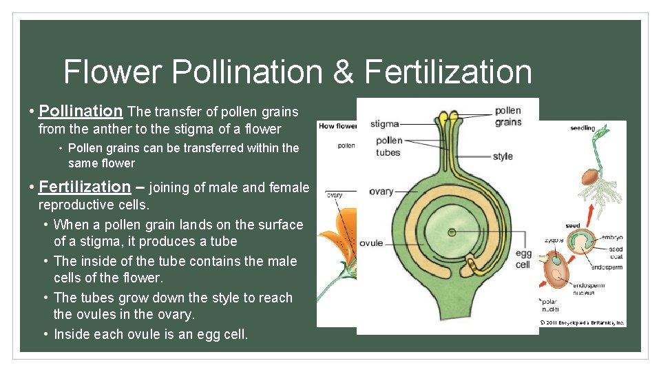 Flower Pollination & Fertilization • Pollination The transfer of pollen grains from the anther