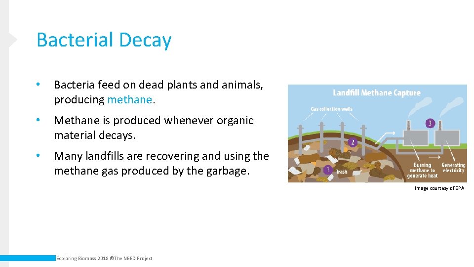 Bacterial Decay • Bacteria feed on dead plants and animals, producing methane. • Methane