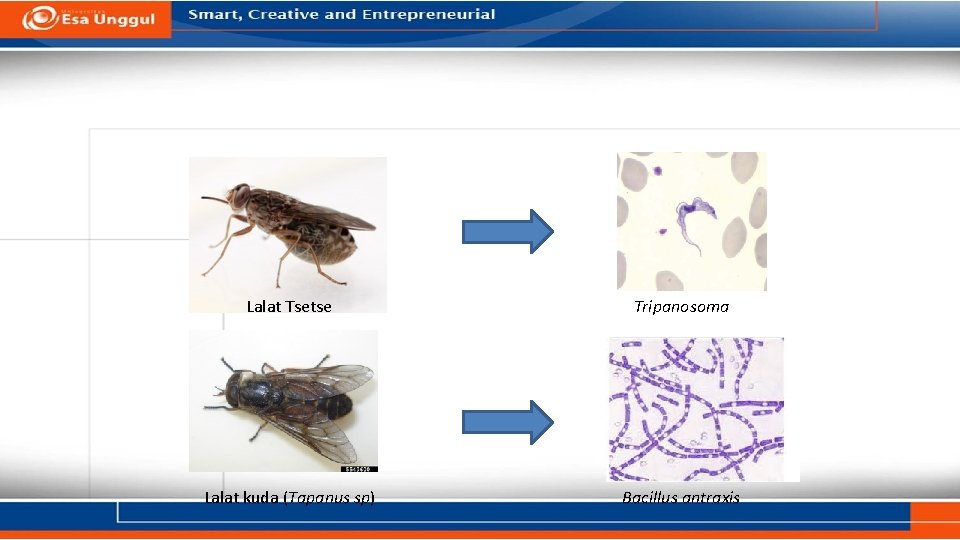 Lalat Tsetse Tripanosoma Lalat kuda (Tapanus sp) Bacillus antraxis Lalat Tsetse Tripanosoma Lalat kuda (Tapanus sp) Bacillus antraxis