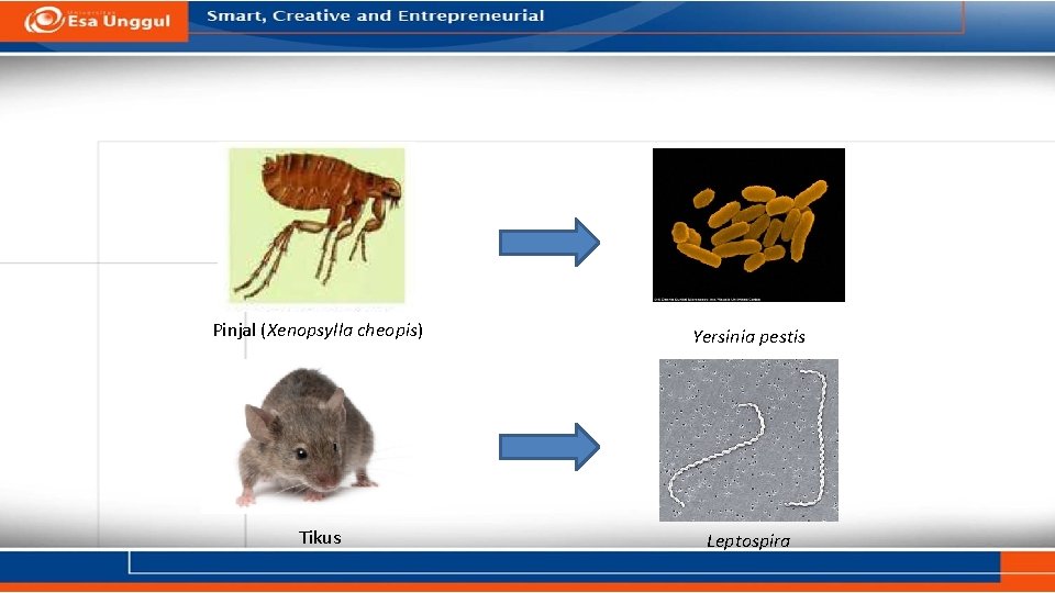 Pinjal (Xenopsylla cheopis) Yersinia pestis Tikus Leptospira Pinjal (Xenopsylla cheopis) Yersinia pestis Tikus Leptospira