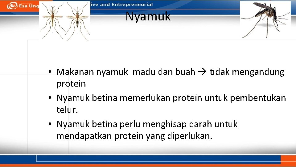 Nyamuk • Makanan nyamuk madu dan buah tidak mengandung protein • Nyamuk betina memerlukan Nyamuk • Makanan nyamuk madu dan buah tidak mengandung protein • Nyamuk betina memerlukan