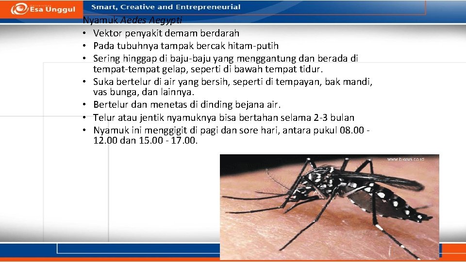 Nyamuk Aedes Aegypti • Vektor penyakit demam berdarah • Pada tubuhnya tampak bercak hitam-putih Nyamuk Aedes Aegypti • Vektor penyakit demam berdarah • Pada tubuhnya tampak bercak hitam-putih