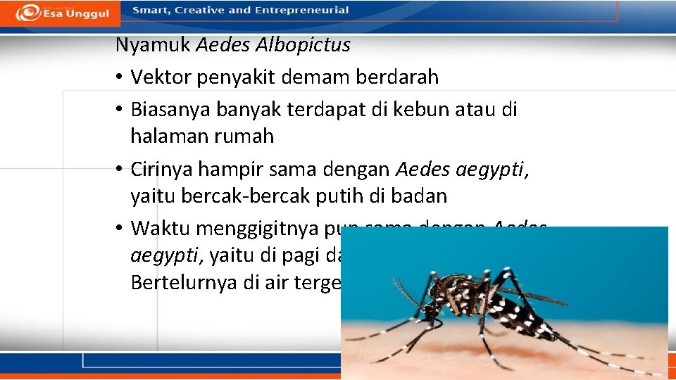Nyamuk Aedes Albopictus • Vektor penyakit demam berdarah • Biasanya banyak terdapat di kebun Nyamuk Aedes Albopictus • Vektor penyakit demam berdarah • Biasanya banyak terdapat di kebun