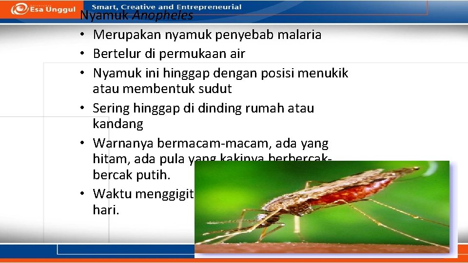 Nyamuk Anopheles • Merupakan nyamuk penyebab malaria • Bertelur di permukaan air • Nyamuk Nyamuk Anopheles • Merupakan nyamuk penyebab malaria • Bertelur di permukaan air • Nyamuk