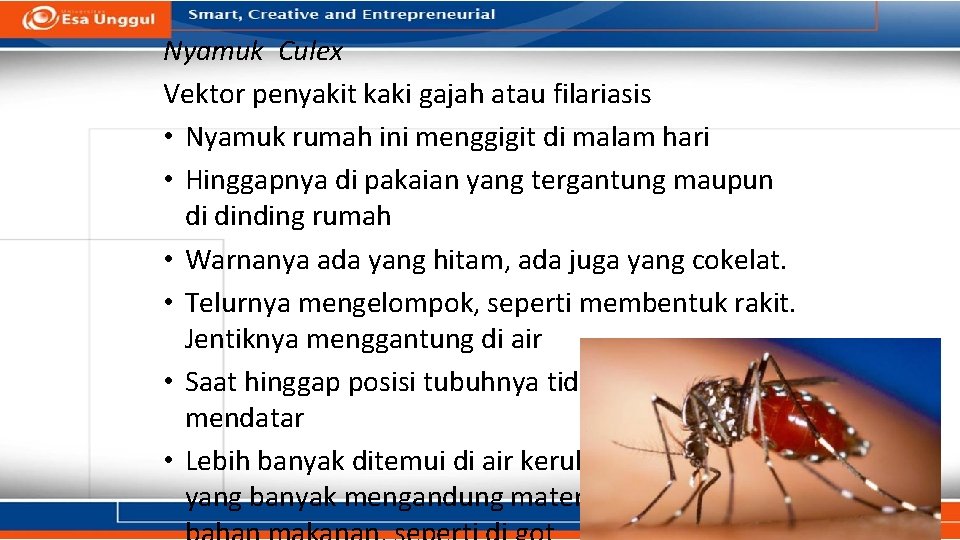 Nyamuk Culex Vektor penyakit kaki gajah atau filariasis • Nyamuk rumah ini menggigit di Nyamuk Culex Vektor penyakit kaki gajah atau filariasis • Nyamuk rumah ini menggigit di