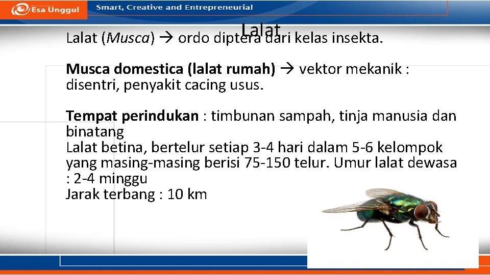 Lalat (Musca) ordo diptera dari kelas insekta. Musca domestica (lalat rumah) vektor mekanik : Lalat (Musca) ordo diptera dari kelas insekta. Musca domestica (lalat rumah) vektor mekanik :
