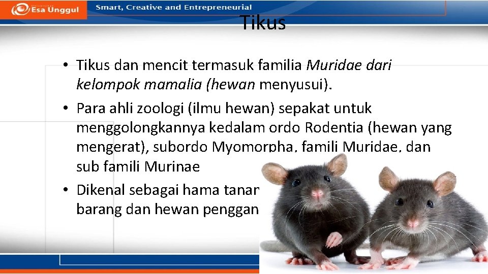 Tikus • Tikus dan mencit termasuk familia Muridae dari kelompok mamalia (hewan menyusui). • Tikus • Tikus dan mencit termasuk familia Muridae dari kelompok mamalia (hewan menyusui). •