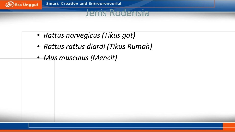 Jenis Rodensia • Rattus norvegicus (Tikus got) • Rattus rattus diardi (Tikus Rumah) • Jenis Rodensia • Rattus norvegicus (Tikus got) • Rattus rattus diardi (Tikus Rumah) •