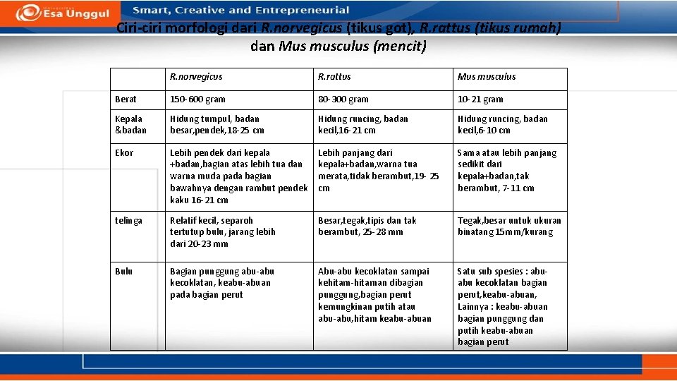 Ciri-ciri morfologi dari R. norvegicus (tikus got), R. rattus (tikus rumah) dan Mus musculus Ciri-ciri morfologi dari R. norvegicus (tikus got), R. rattus (tikus rumah) dan Mus musculus