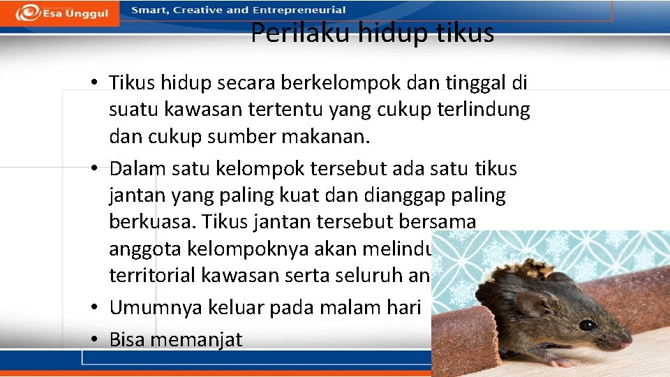 Perilaku hidup tikus • Tikus hidup secara berkelompok dan tinggal di suatu kawasan tertentu Perilaku hidup tikus • Tikus hidup secara berkelompok dan tinggal di suatu kawasan tertentu