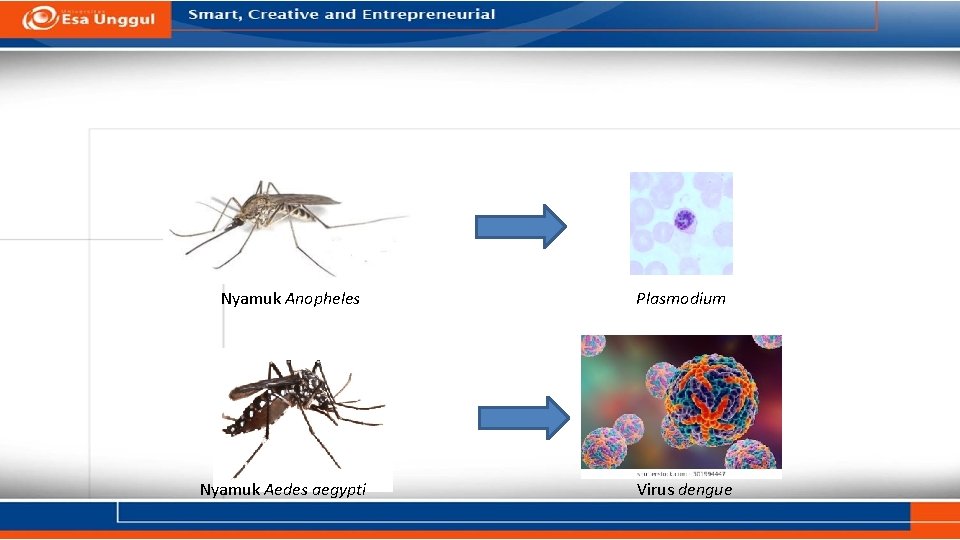 Nyamuk Anopheles Nyamuk Aedes aegypti Plasmodium Virus dengue Nyamuk Anopheles Nyamuk Aedes aegypti Plasmodium Virus dengue