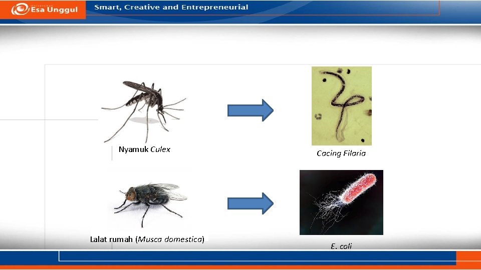 Nyamuk Culex Lalat rumah (Musca domestica) Cacing Filaria E. coli Nyamuk Culex Lalat rumah (Musca domestica) Cacing Filaria E. coli