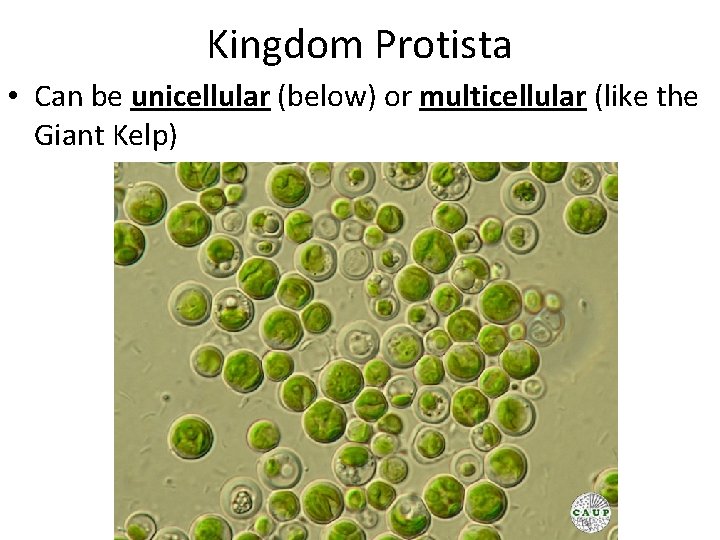 Kingdom Protista • Can be unicellular (below) or multicellular (like the Giant Kelp) 