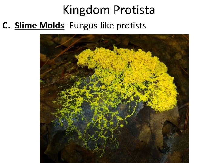 Kingdom Protista C. Slime Molds- Fungus-like protists 