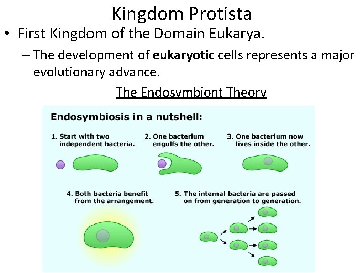 Kingdom Protista • First Kingdom of the Domain Eukarya. – The development of eukaryotic