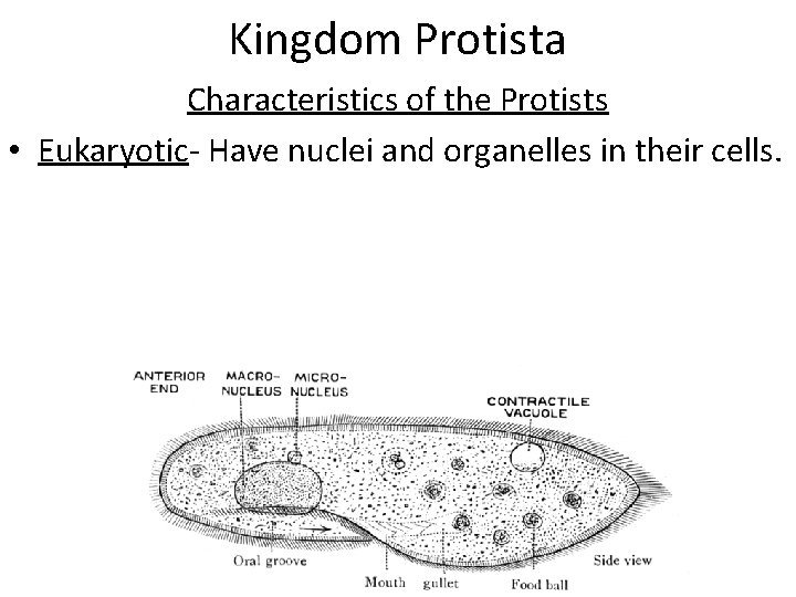 Kingdom Protista Characteristics of the Protists • Eukaryotic- Have nuclei and organelles in their