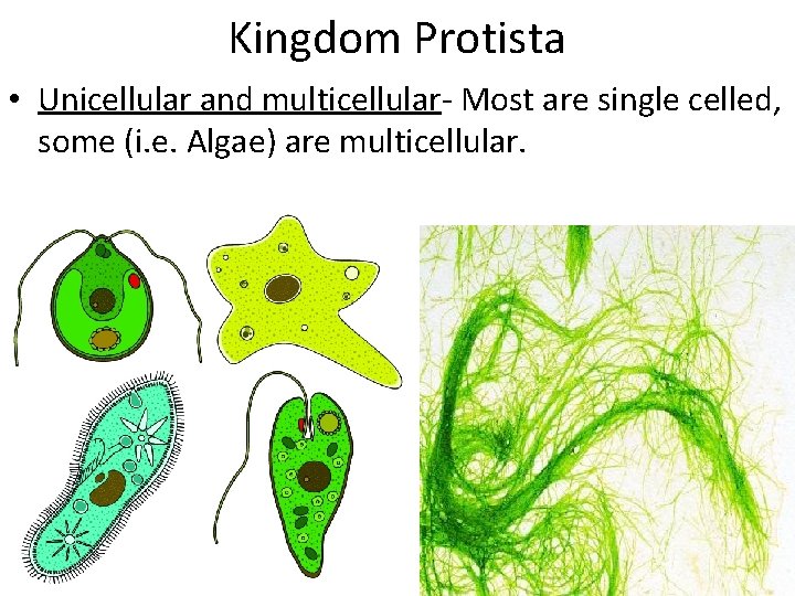 Kingdom Protista • Unicellular and multicellular- Most are single celled, some (i. e. Algae)