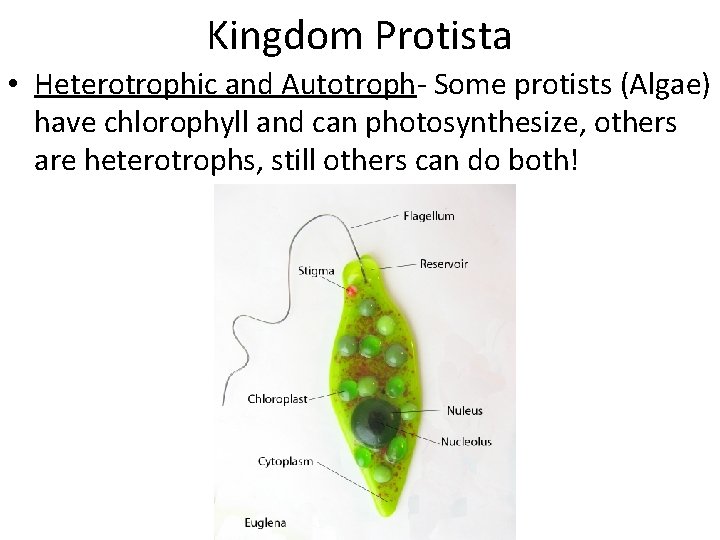 Kingdom Protista • Heterotrophic and Autotroph- Some protists (Algae) have chlorophyll and can photosynthesize,