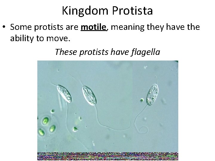 Kingdom Protista • Some protists are motile, meaning they have the ability to move.