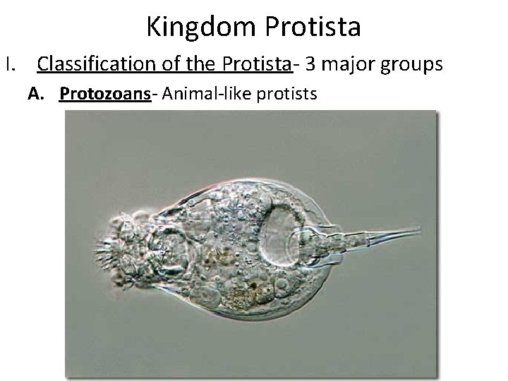 Kingdom Protista I. Classification of the Protista- 3 major groups A. Protozoans- Animal-like protists
