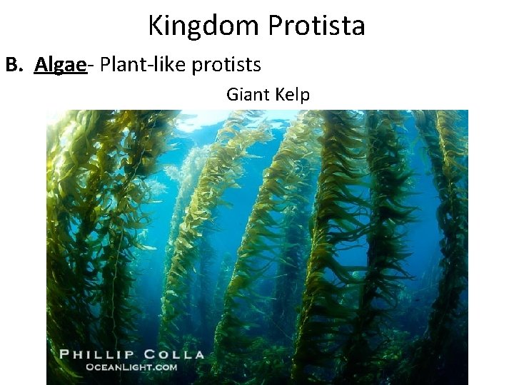 Kingdom Protista B. Algae- Plant-like protists Giant Kelp 