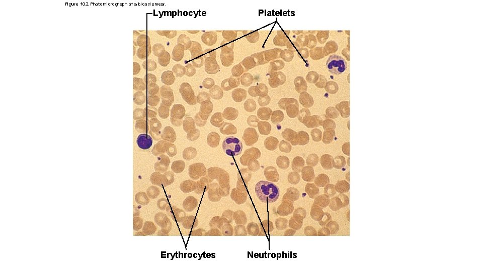 Figure 10. 2 Photomicrograph of a blood smear. Lymphocyte Erythrocytes Platelets Neutrophils 