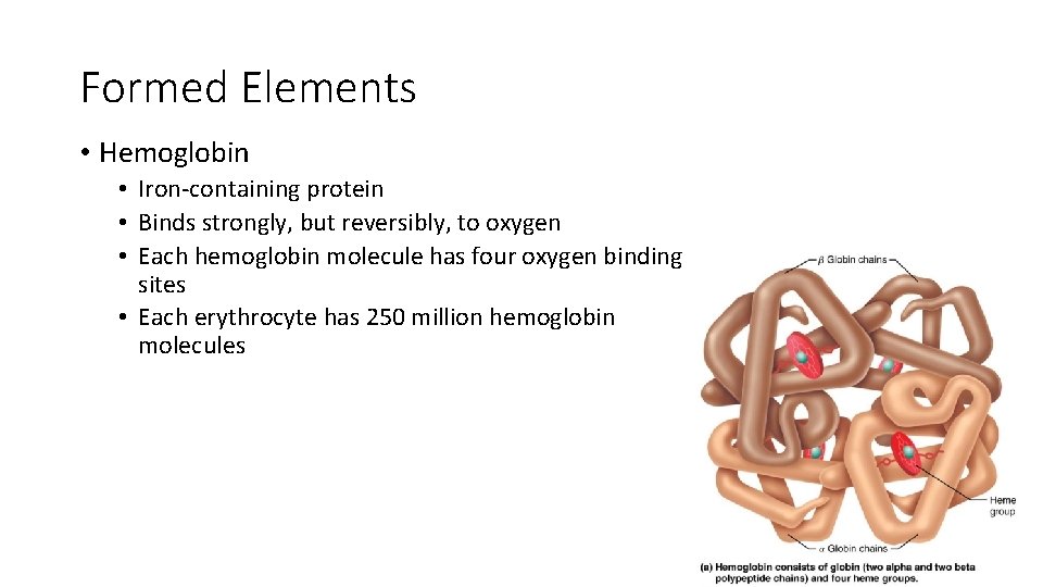 Formed Elements • Hemoglobin • Iron-containing protein • Binds strongly, but reversibly, to oxygen