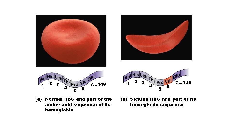 1 2 3 4 5 6 7… 146 (a) Normal RBC and part of