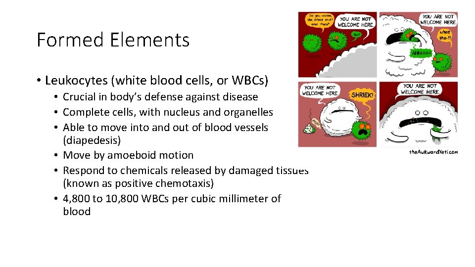 Formed Elements • Leukocytes (white blood cells, or WBCs) • Crucial in body’s defense