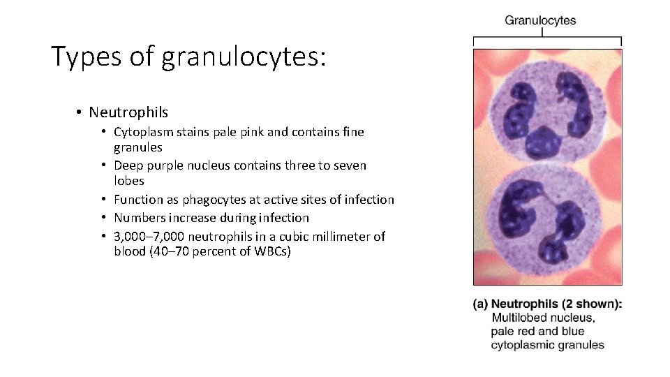 Types of granulocytes: • Neutrophils • Cytoplasm stains pale pink and contains fine granules