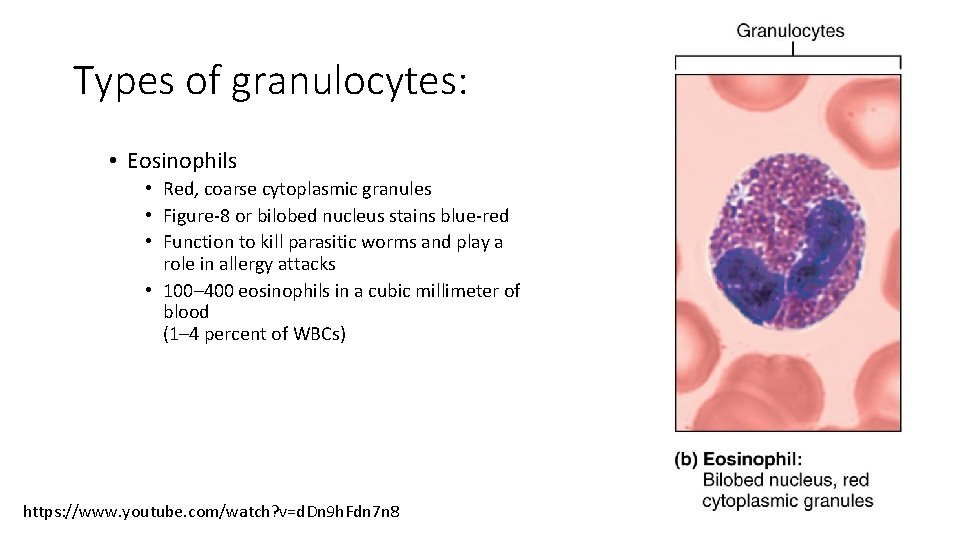 Types of granulocytes: • Eosinophils • Red, coarse cytoplasmic granules • Figure-8 or bilobed