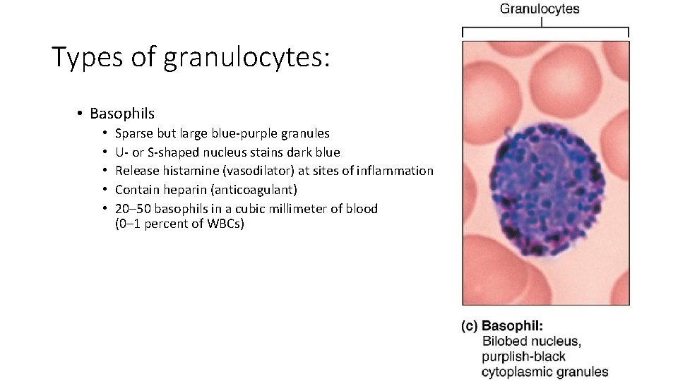 Types of granulocytes: • Basophils • • • Sparse but large blue-purple granules U-