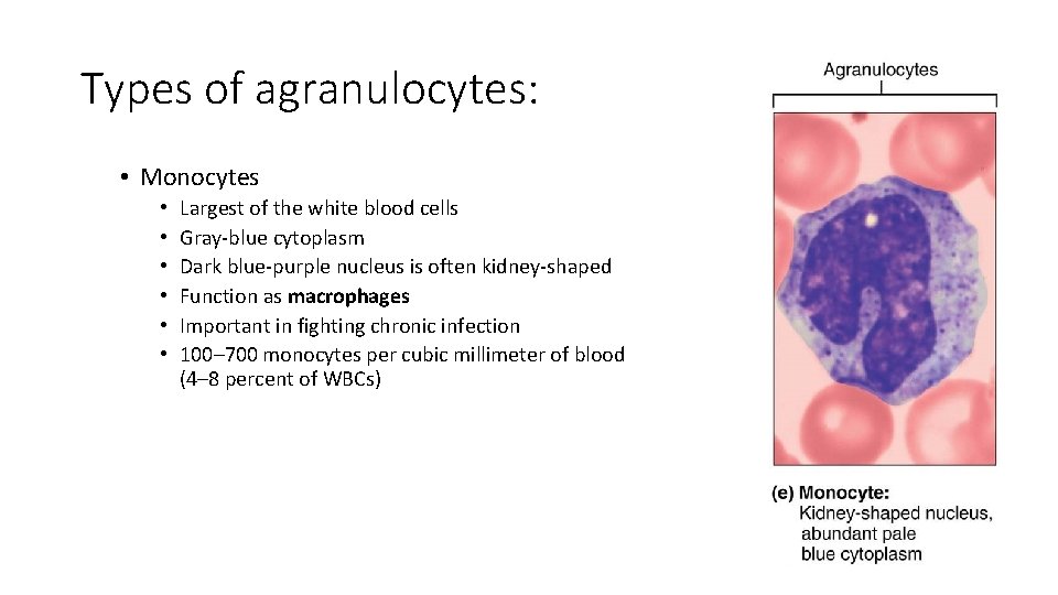 Types of agranulocytes: • Monocytes • • • Largest of the white blood cells