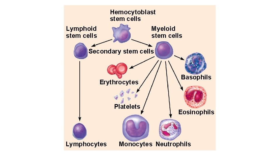 Hemocytoblast stem cells Lymphoid stem cells Myeloid stem cells Secondary stem cells Erythrocytes Platelets