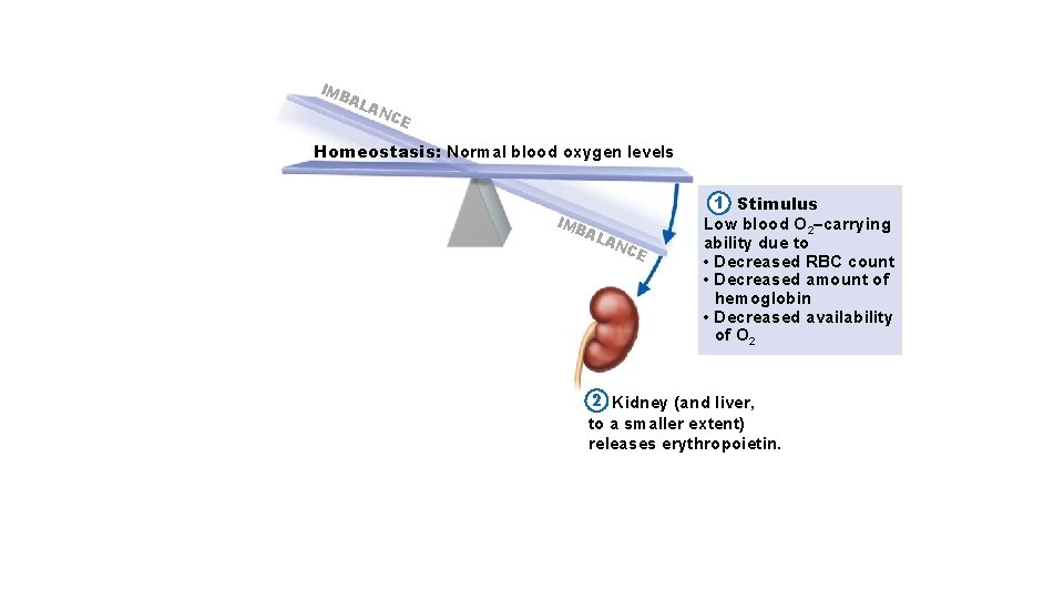 IM BA LA NC E Homeostasis: Normal blood oxygen levels IM BA LA NC