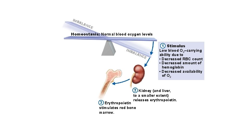 IM BA LA NC E Homeostasis: Normal blood oxygen levels IM BA LA NC