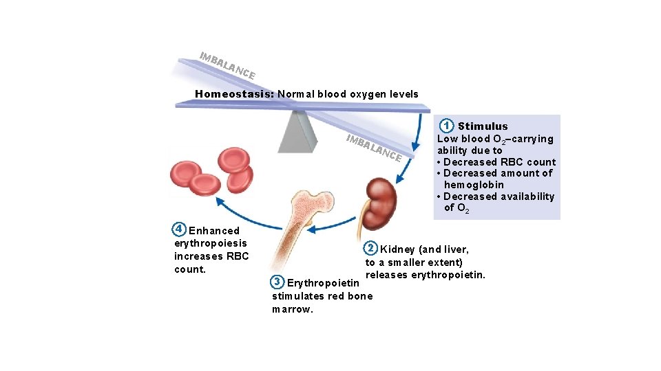 IM BA LA NC E Homeostasis: Normal blood oxygen levels IM BA 4 Enhanced