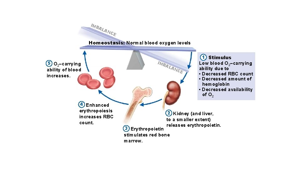 IM BA LA NC E Homeostasis: Normal blood oxygen levels 5 O 2–carrying ability