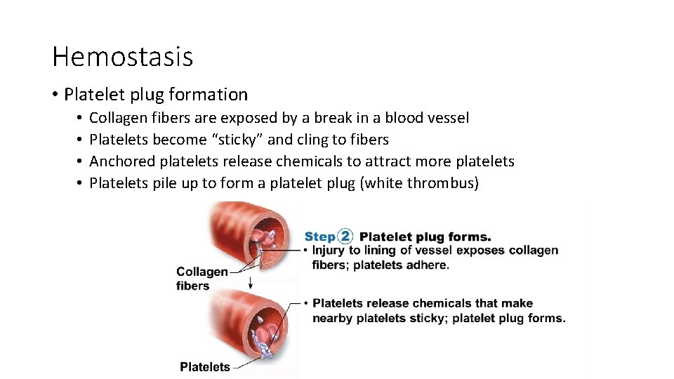 Hemostasis • Platelet plug formation • • Collagen fibers are exposed by a break