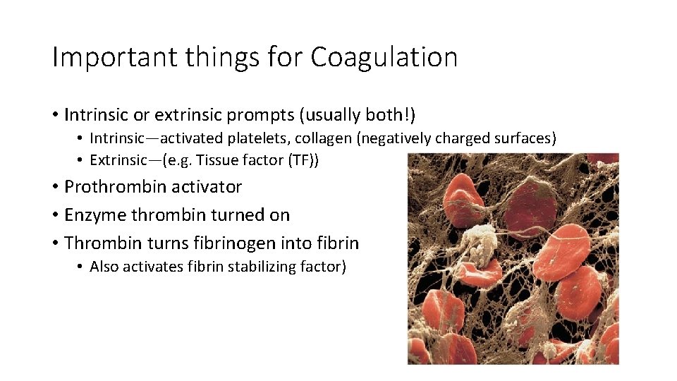 Important things for Coagulation • Intrinsic or extrinsic prompts (usually both!) • Intrinsic—activated platelets,