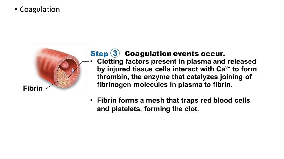  • Coagulation 