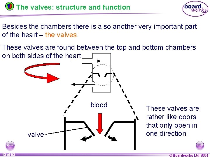The valves: structure and function Besides the chambers there is also another very important