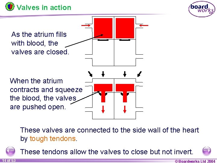 Valves in action As the atrium fills with blood, the valves are closed. When