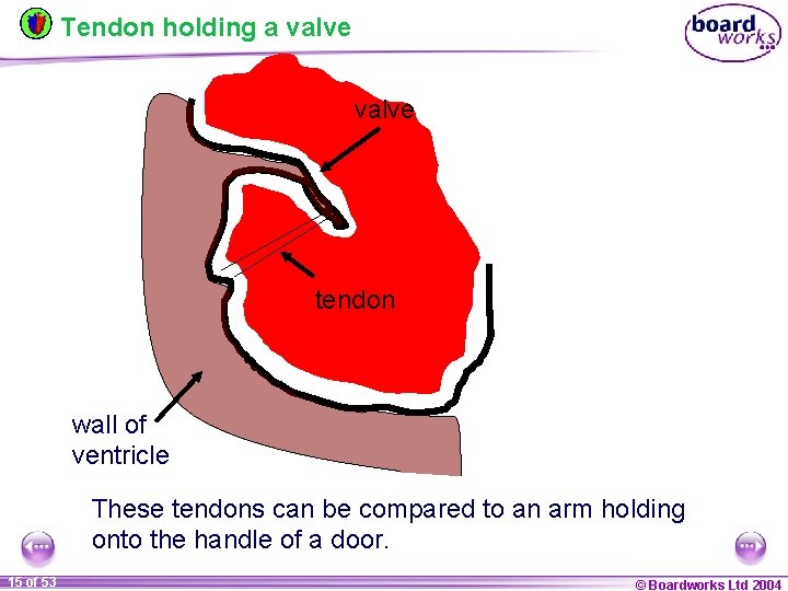 Tendon holding a valve tendon wall of ventricle These tendons can be compared to
