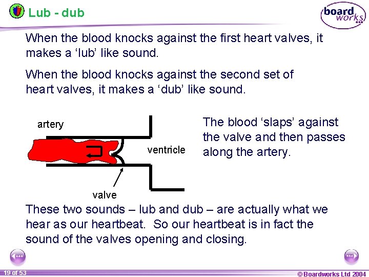Lub - dub When the blood knocks against the first heart valves, it makes