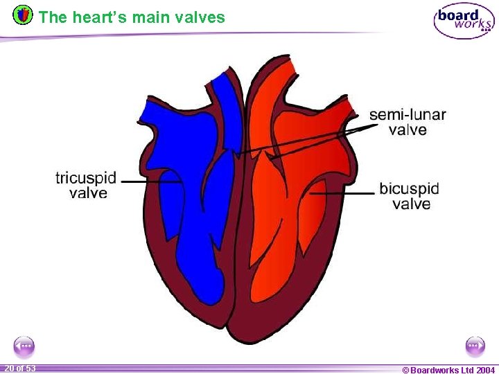 The heart’s main valves 20 of 53 © Boardworks Ltd 2004 