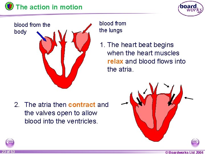 The action in motion blood from the body blood from the lungs 1. The