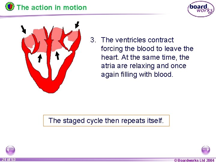 The action in motion 3. The ventricles contract forcing the blood to leave the