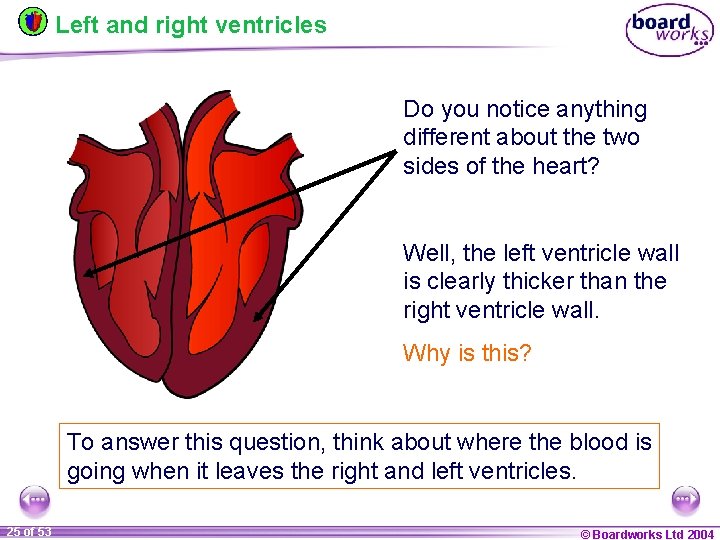 Left and right ventricles Do you notice anything different about the two sides of